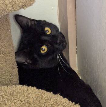 Rescue Domestic Short Hair Cats for Adoption in Aberdeen, Washington - Bumper Cars | PetCurious