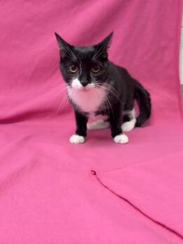 Domestic Short Hair Cats Available for Adoption in Valdosta, Georgia - Muffin | PetCurious