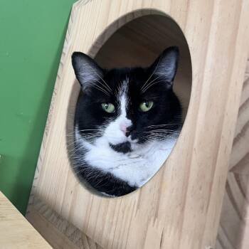 Lily -  Domestic Short Hair Cat Available for Adoption in Aldie, Virginia - Lily | PetCurious