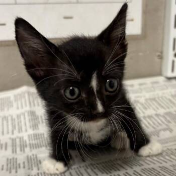 Bugsy -  Domestic Short Hair Cat for Adoption in Yuma, Arizona - Bugsy | PetCurious