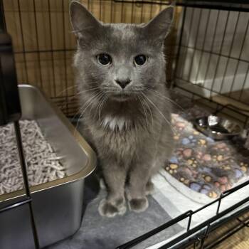 Manatee -  Domestic Short Hair Cat Available for Adoption in Bridgeville, Pennsylvania - Manatee | PetCurious