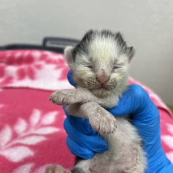 Maui -  Domestic Short Hair Cat for Adoption in Harrisonburg, Virginia - Maui | PetCurious