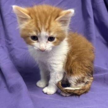 EMBER -  Domestic Short Hair Cat for Adoption in Richmond, California - EMBER | PetCurious