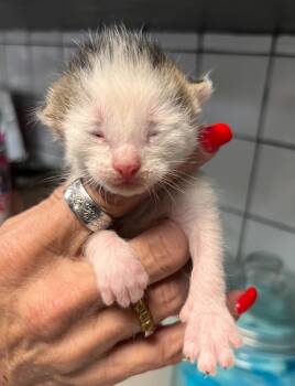 Rescue Domestic Short Hair Cats for Adoption in Huntington, Indiana - Elric | PetCurious