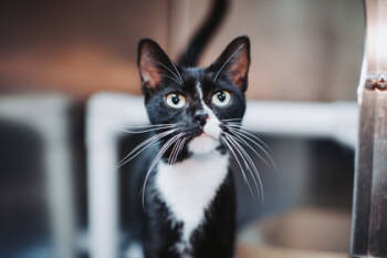 Rescue Domestic Short Hair Cats for Adoption in North Charleston, South Carolina - 89206a Cynthia Erivo-Pounce Cat Cafe | PetCurious