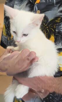 Winter -  Domestic Short Hair Cat for Adoption in Mesquite, Nevada - Winter | PetCurious