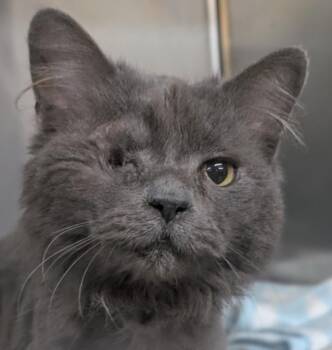 Domestic Short Hair Cats Available for Adoption - CHANDRA | PetCurious