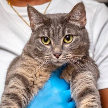 Domestic Short Hair Cats Available for Adoption - Sarabi | PetCurious