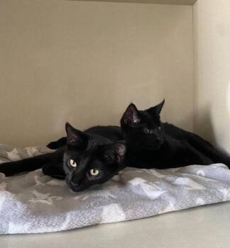 Rescue Domestic Short Hair Cats for Adoption in Hamilton, Ontario - E Kittens | PetCurious