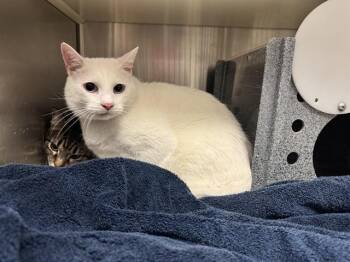 PIPLUP -  Domestic Short Hair Cat for Adoption in Colorado Springs, Colorado - PIPLUP | PetCurious