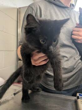 Stapler -  Domestic Long Hair Cat for Adoption in Cincinnati, Ohio - Stapler | PetCurious