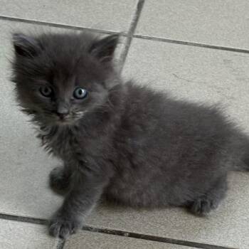 Kashmir -  Domestic Long Hair Cat for Adoption in Aibonito, Aibonito - Kashmir | PetCurious