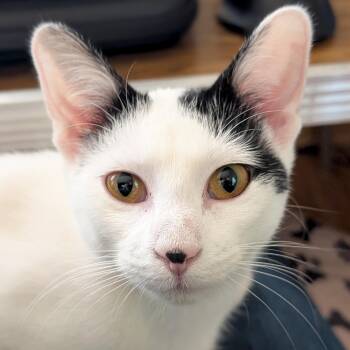 Lilo -  Domestic Short Hair Cat for Adoption in Jefferson, Wisconsin - Lilo | PetCurious