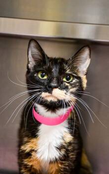 Queen -  Domestic Short Hair Cat for Adoption in Yakima, Washington - Queen | PetCurious