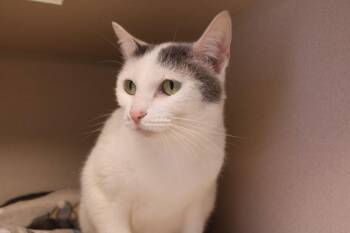 Snowball -  Domestic Short Hair Cat for Adoption in Morgantown, Kentucky - Snowball | PetCurious