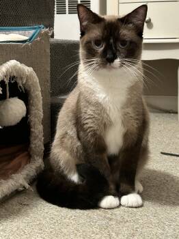 Rescue Siamese and Snowshoe Cats for Adoption in Albany, New York - Sage | PetCurious