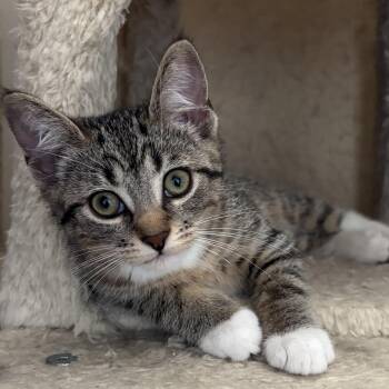 Ellie -  Domestic Short Hair Cat for Adoption in Pickering, Ontario - Ellie | PetCurious