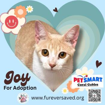 Joy -  Domestic Short Hair Cat Available for Adoption in Miami, Florida - Joy | PetCurious