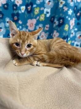 Purrlock Holmes -  Domestic Short Hair Cat for Adoption in Moundsville, West Virginia - Purrlock Holmes | PetCurious