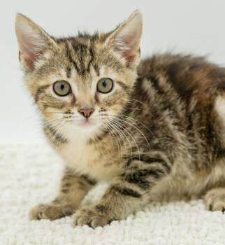 Zendaya is a star of all our lives -  Tabby and Bengal Cat for Adoption in Bedford Hills, New York - Zendaya Is A Star Of All Our Lives | PetCurious