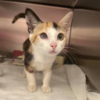 Pansy -  Domestic Short Hair Cat for Adoption in Marshall, Virginia - Pansy | PetCurious