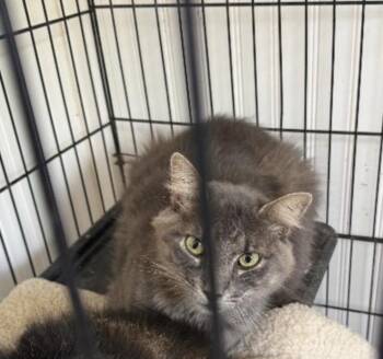 Domestic Medium Hair Cats Available for Adoption in Zimmerman, Minnesota - Mister | PetCurious