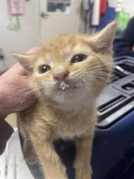 Domestic Short Hair Cats Available for Adoption in Easton, Maryland - HARRY POTTER | PetCurious