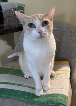 Declawed Senior Loverboy -  Tabby Cat for Adoption in Buena Park, California - Declawed Senior Loverboy | PetCurious