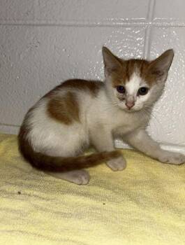 Perfect -  Domestic Short Hair Cat for Adoption in Spruce Pine, North Carolina - Perfect | PetCurious