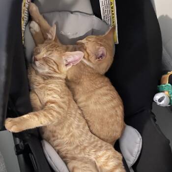 American Shorthair Cats Available for Adoption in Rochester, Minnesota - Suni | PetCurious