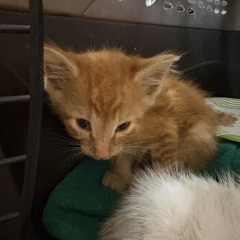Sir Purr -  Domestic Short Hair Cat for Adoption in Columbus, North Carolina - Sir Purr | PetCurious