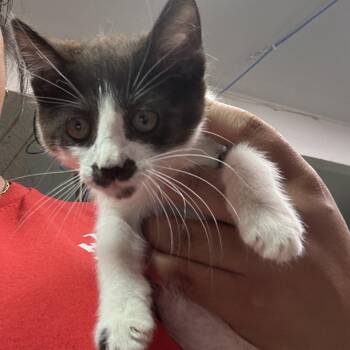 Toons -  Domestic Short Hair Cat for Adoption in Leander, Texas - Toons | PetCurious