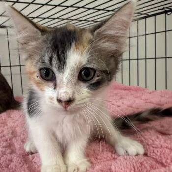 Domestic Short Hair Cats Available for Adoption in Houston, Texas - Whitley | PetCurious