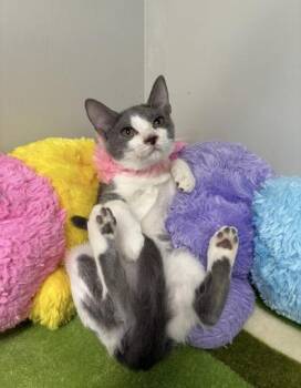 Argan -  Domestic Short Hair Cat for Adoption in Picayune, Mississippi - Argan | PetCurious