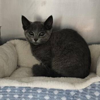 Calamari -  Domestic Short Hair Cat for Adoption in Schenectady, New York - Calamari | PetCurious