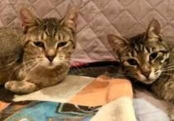 Doreen and Adele -  Domestic Short Hair Cat for Adoption in Wayland, Massachusetts - Doreen And Adele | PetCurious