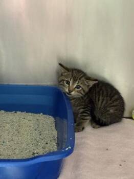 Sasha -  Domestic Short Hair Cat for Adoption in Fishers, Indiana - Sasha | PetCurious