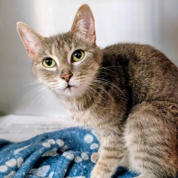 Marisol -  Domestic Short Hair Cat for Adoption in Houston, Texas - Marisol | PetCurious