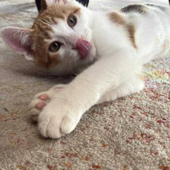 Rescue Domestic Short Hair Cats for Adoption in Plainfield, Illinois - Ube | PetCurious