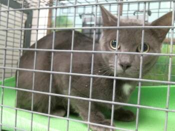 MARS -  Russian Blue and Domestic Short Hair Cat for Adoption in Houston, Texas - MARS | PetCurious