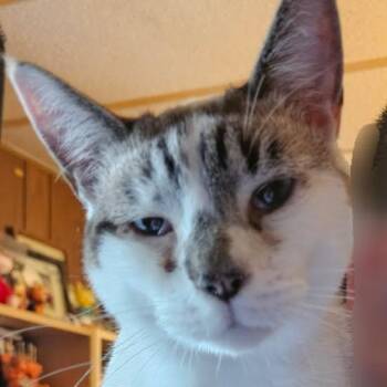 Rescue Siamese and Domestic Short Hair Cats for Adoption in Gladstone, Oregon - Snowy | PetCurious