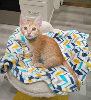 Crush - super snuggly -  Domestic Short Hair Cat for Adoption in Hendersonville, Tennessee - Crush - Super Snuggly | PetCurious