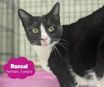 Rescue Domestic Short Hair Cats for Adoption in Newburgh, New York - Rascal | PetCurious