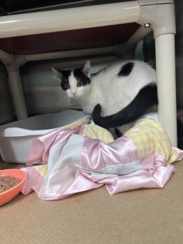 Flower (TAS) -  Domestic Short Hair Cat for Adoption in Trenton, New Jersey - Flower (TAS) | PetCurious