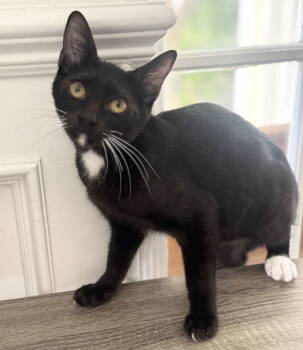 Rescue Domestic Short Hair Cats for Adoption in Seal Beach, California - Odie | PetCurious