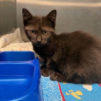Wiggles -  Domestic Short Hair Cat for Adoption in East Hanover, New Jersey - Wiggles | PetCurious