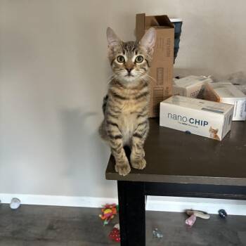 Tigger -  Domestic Short Hair Cat for Adoption in San Tan Valley, Arizona - Tigger | PetCurious
