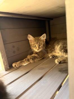 Sesame -  Domestic Medium Hair Cat for Adoption in Topeka, Kansas - Sesame | PetCurious