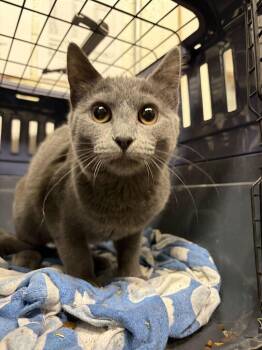 Wanda -  Domestic Short Hair Cat for Adoption in Fruit Heights, Utah - Wanda | PetCurious