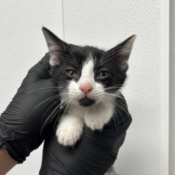 Swift -  Domestic Short Hair Cat for Adoption in Abilene, Texas - Swift | PetCurious